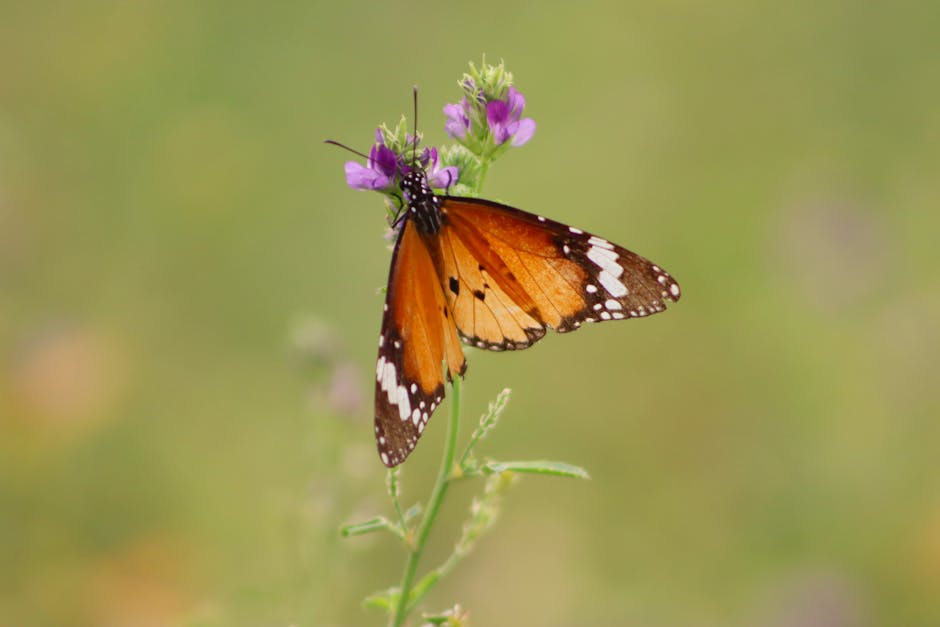 Orange butterfly on a flower representing growth and transformation